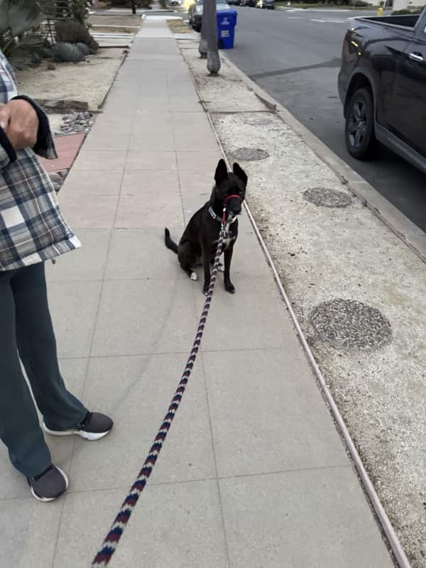 A picture of a black dog named Bowie sitting, taken on August 14 2025 at 6:02 am